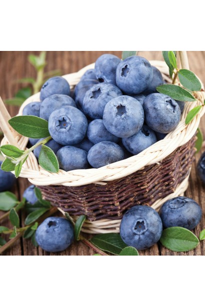 Vaccinium corymbosum Elizabeth